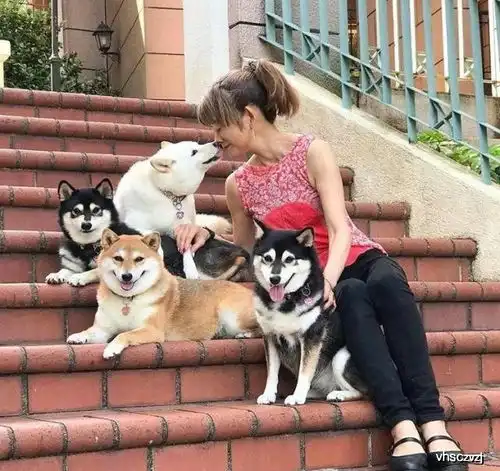  主人集齐白黄黑三色柴犬,还和柴犬一起做瑜伽,黑柴犬撞脸哈士奇