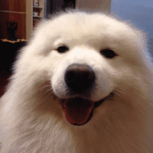  对于养犬有话要说宝鸡市养犬管理条例开展立法前评估工作