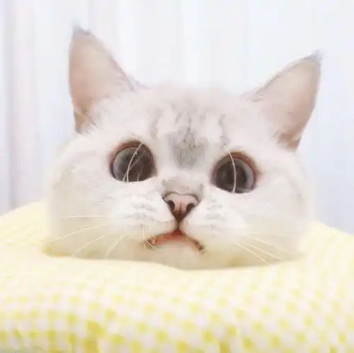 可爱萌宠猫咪头像一如既往万事胜意
