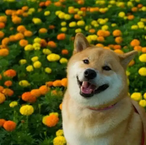 柴犬狗头像图片