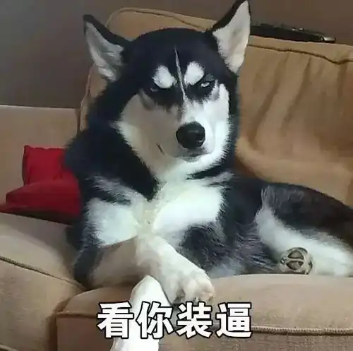 搞笑高清哈士奇头像起床