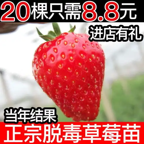  20颗草莓苗带盆带土四季阳台盆栽南方北方露天种植食用大棚栽秧苗