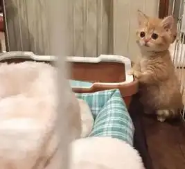  两只超级可爱的小橘猫,别说没有提醒,点开你会嫉妒的