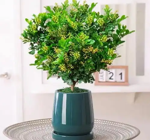  5种香水花卉,漂亮又好养,你家有不