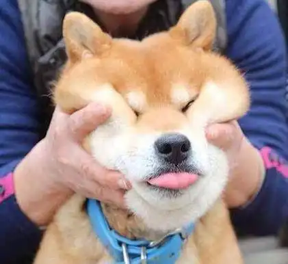 柴犬哈士奇头像图片倔强