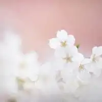  微信头像桃花风景微信头像图片大全