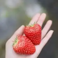  草莓图片卡通头像图片微信头像图片大全