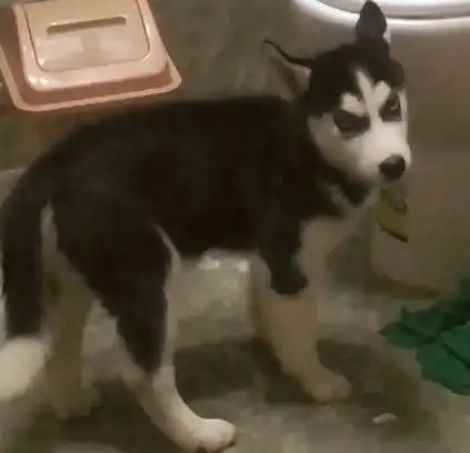搞笑高清哈士奇头像搞笑