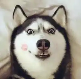  养柴犬和哈士奇的区别,10000人次都在围观
