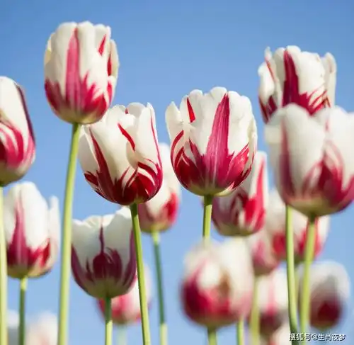  4月中旬,月老指路,爱情重生,3大生肖藕断丝连,掉进爱河里