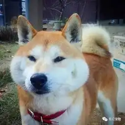  如果说哈士奇是狗中的表情帝,那柴犬绝对就是戏精奥斯卡都欠它一个小金人