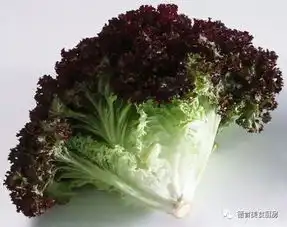  涨姿势原来生菜有这么多种类