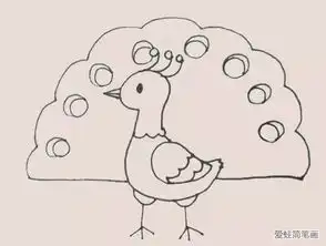  孔雀简笔画
