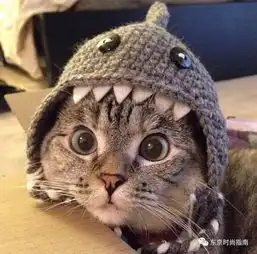  我的猫厉害了大阪20只猫因为预报了大阪地震已经成为世界网红了