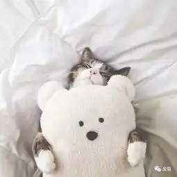 猫为什么喜欢和你睡觉真相是...