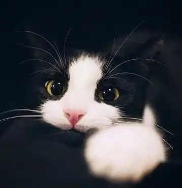 预防猫毛球症减少掉毛,猫化毛球片的好处你要知道