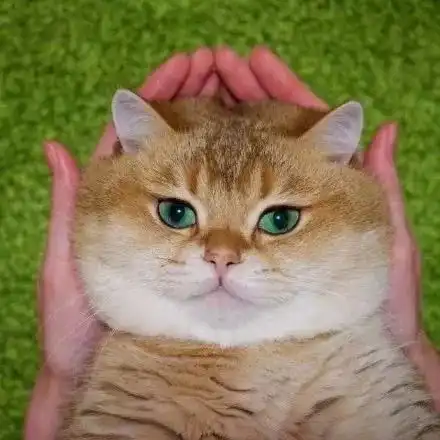 微信头像图片很丧橘猫