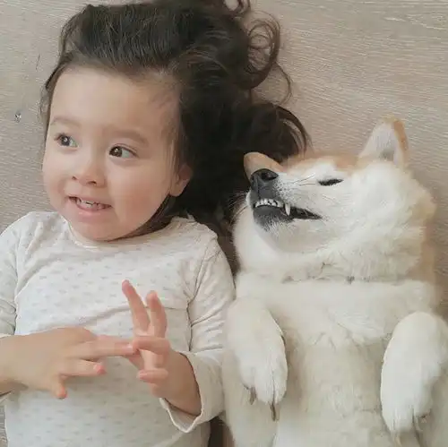  红人萌化了3岁混血小萝莉走红,只凭一只胖柴犬