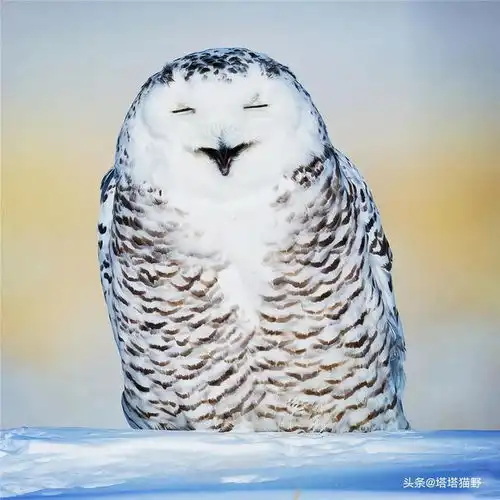  分享图片猫头鹰