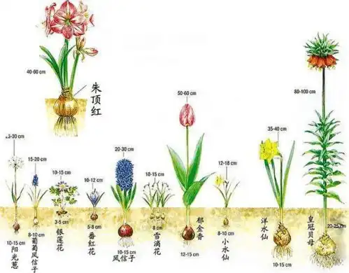  关于蓝白色系的浪漫,小球根有话说