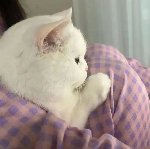  可爱的事物总有很多的