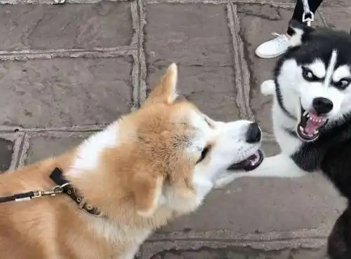  主人将哈士奇柴犬放一起养,繁殖产下柴士奇,女神都被萌翻了