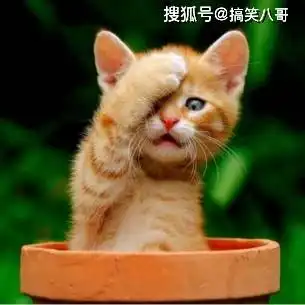  搞笑gif不知道在车里的人是什么感受反正我心都快跳出来了