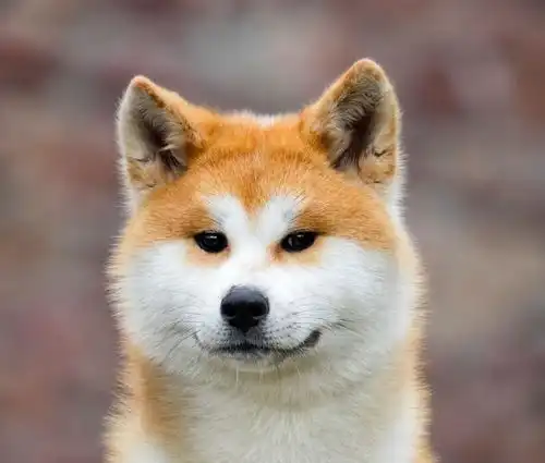  哈士奇柴犬都属于斯皮茨狗,聪明固执,有经验的铲屎官可以试试
