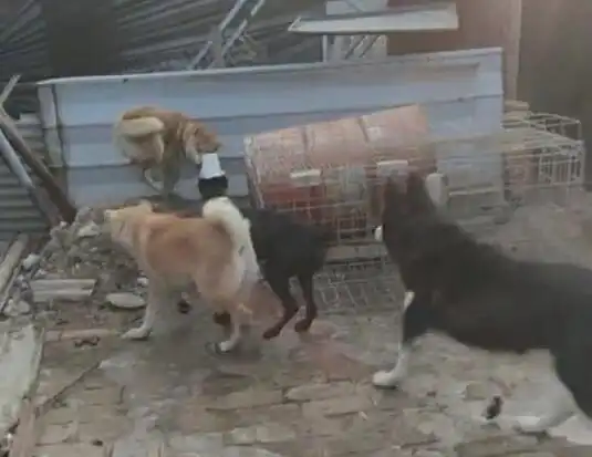  哈士奇被柴犬欺负后心有不甘,找到大哥带上众狗上门讨要说法