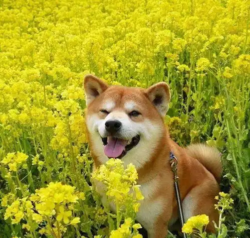  日本一柴犬因笑容治愈走红网络网友太甜了,羡慕