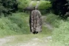  瑞士怪人住深山10年不脱防毒面具和军用装备