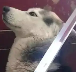  朋友要拿柴犬跟我换哈士奇,我想了一夜,终于做出了决定