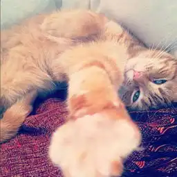 萌宠可爱猫咪头像自拍