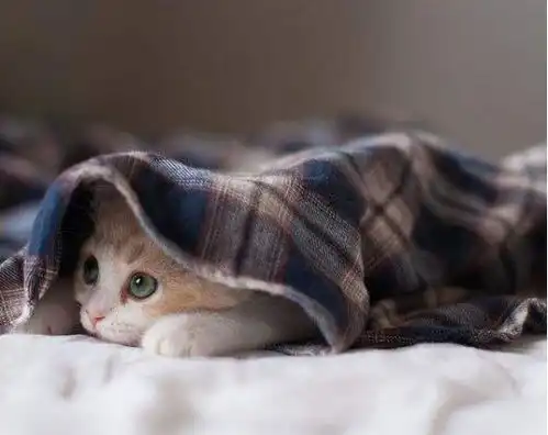  怎样照料小宠物猫咪不愿意用猫砂盆上厕所该怎么办