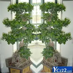  欣菏园艺批发出售租赁盆景,种类齐全
