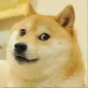  网红狗柴犬好不好养最全的养柴犬的优缺点