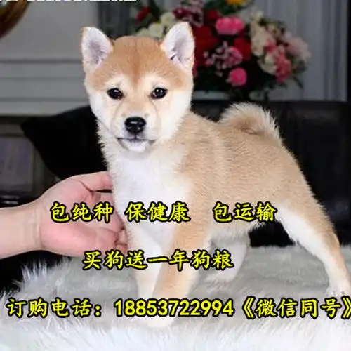  湖北省赤壁市养狗场位置