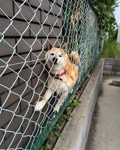  柴犬比哈士奇还倔强,才做出一堆搞笑的事情,只有主人才懂