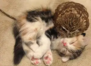  日本猫头鹰与玩伴小猫咪友情深厚