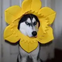  柴犬头像魔性笑容图片微信头像图片大全