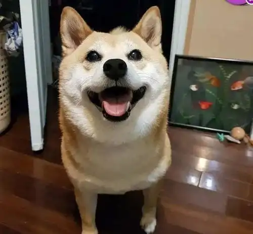 网红柴犬因车祸去世,主人抱着狗狗的骨灰故地重游