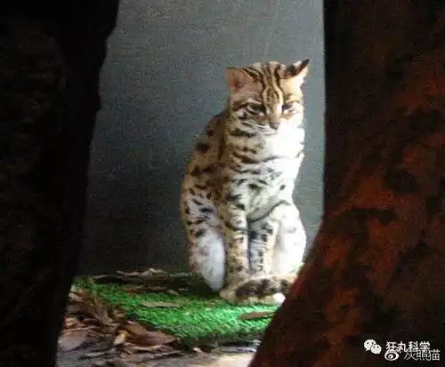  史上最全吸猫宝典,我打赌这些喵星人你没吸过