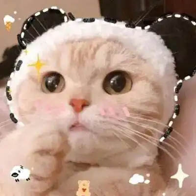  猫咪篇养护指南,留守安置攻略来咯