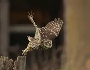  天生萌物小猫头鹰俯冲向下似愤怒小鸟