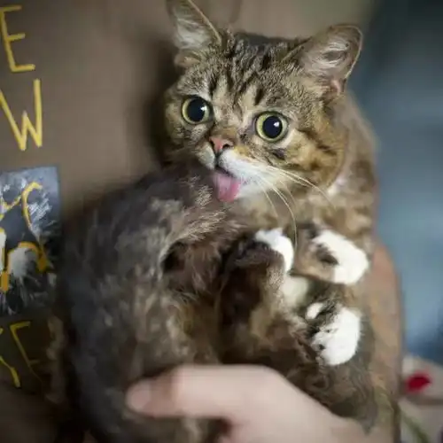  惊呆了这只吐舌猫竟然在全球拥有百万粉丝