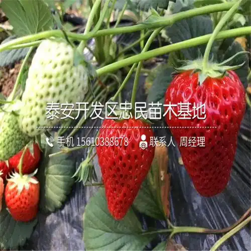草莓头像图片带文字草莓