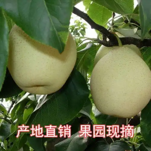  新鲜水果梨河北鸭梨当季水果园直销非皇冠梨酥梨香梨