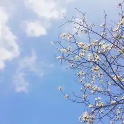  galee背景图