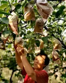 鸭梨头像图片范庄村