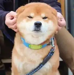  还有比哈士奇二的狗狗,它叫柴犬